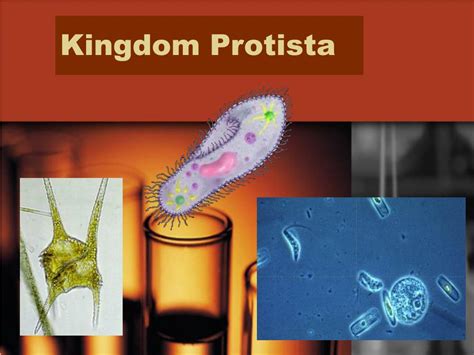Protista Kingdom Characteristics Protista Examples