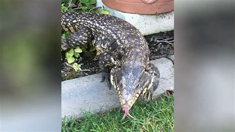 Cliff house of folsom brewhouse grille. Officer captures 4-foot lizard in 'Jurassic Roseville'