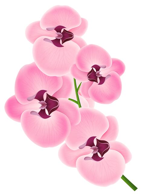 Pink Orchid Clipart 20 Free Cliparts Download Images On Clipground 2022