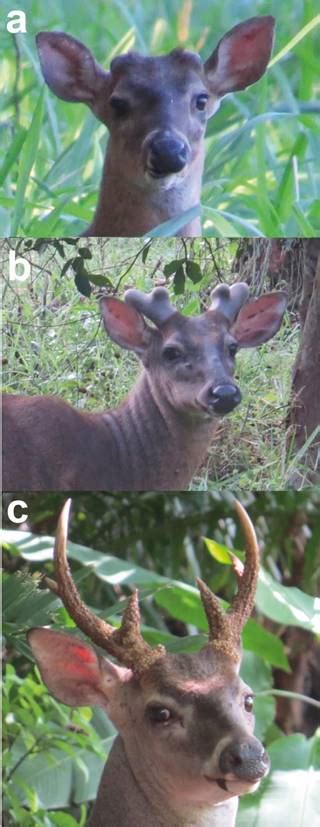 analysis of the male annual antler cycle reproductive behavior and spotted fawn presence in the