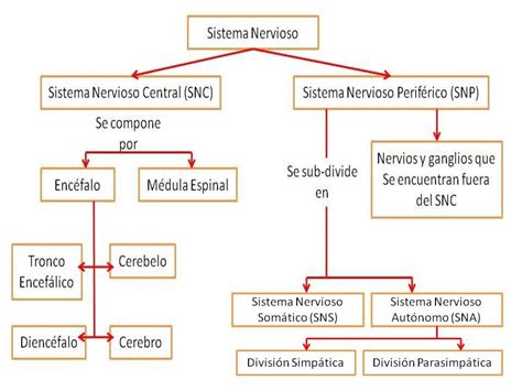 20 Sistema Nervioso PeriféRico Cuadro Sinoptico lujo