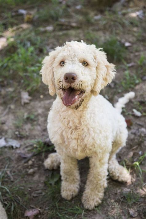 These Truffle Hunting Puppies Will Melt Your Heart Hypoallergenic Dog
