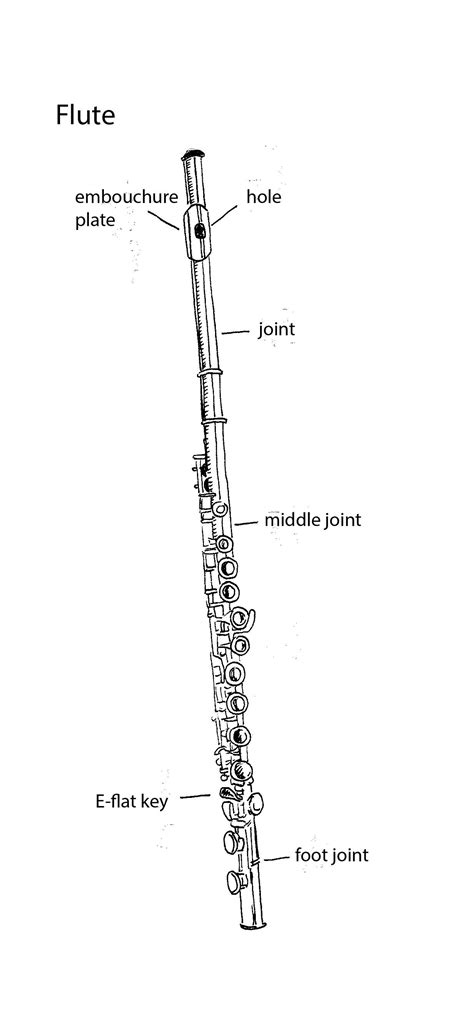 Https://tommynaija.com/worksheet/parts Of The Flute Worksheet