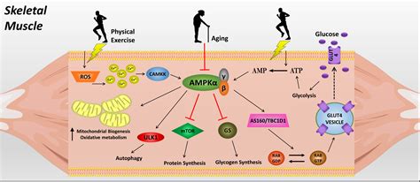 Exercise Activates Ampk Signaling Impact On Glucose Uptake In The