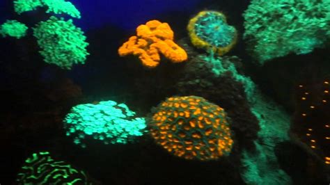 Fluorescence Of Corals From Mesophotic Reefs In The Red Sea Youtube