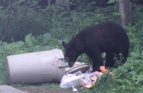Black Bear Biology Internet Center For Wildlife Damage Management