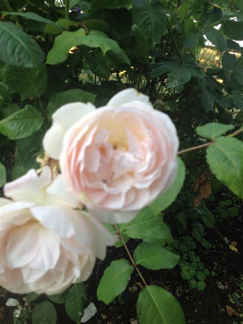 Beautiful Pale Pink Tea Rose In Mums Garden Smells Divine Too Tea