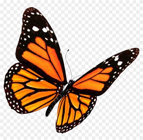 Monarch Butterfly Clipart Transparent Background Monarch Butterfly