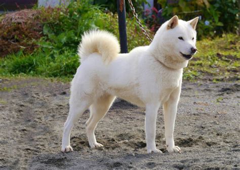 Hokkaido Dog Breed Characteristic Daily And Care Facts
