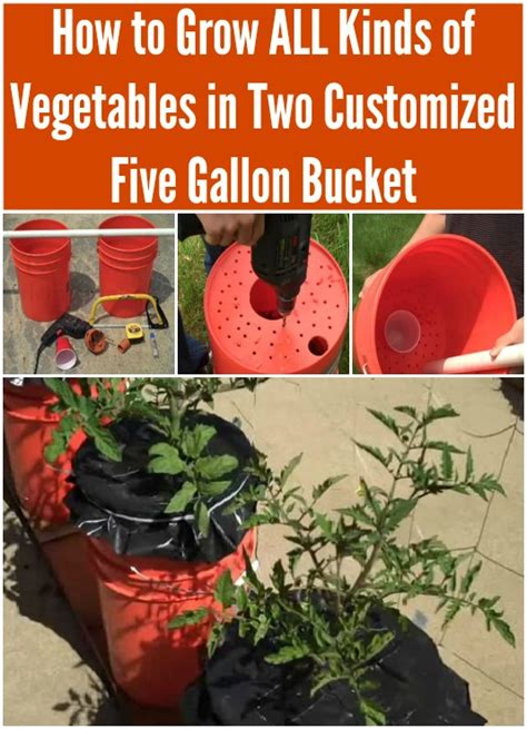 How To Grow All Kinds Of Vegetables In Two Customized Five