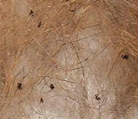 How To Get Rid Of Fleas Dog House Fleas Dogs Diy Projects