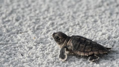 Baby Turtle On Beach Hd Wallpapers