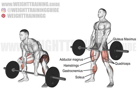 Barbell Sumo Deadlift Instructions And Video Weight Training Guide