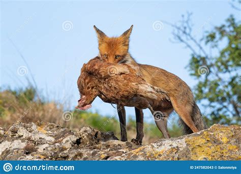 Red Fox Vulpes Vulpes In The Habitat Stock Image Image Of Close