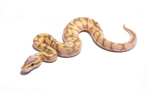 Scaleless Ball Python Morph Pictures Facts And Care Guide