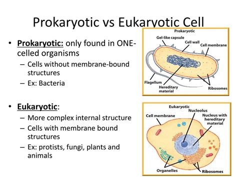Eukaryotic Vs Prokaryotic Cells Chart