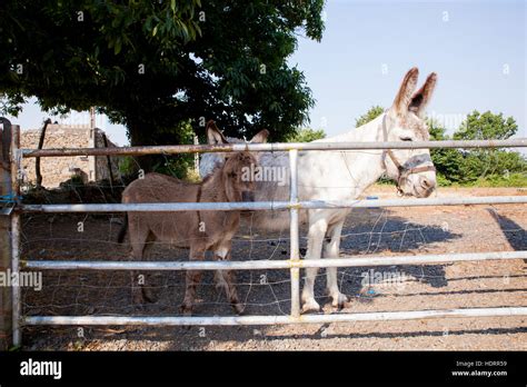 Donkey And Baby Donkey In The Stable Stock Photo Alamy