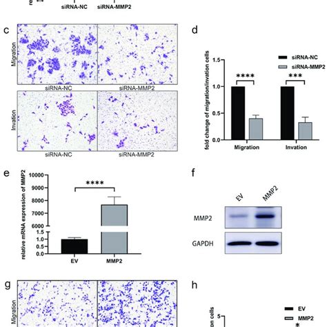 Decreased MMP2 Inhibits HTR 8 SVneo Cell Migration And Invasion