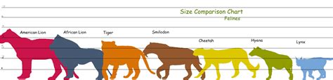 All Big Cats Size Comparison Exeter