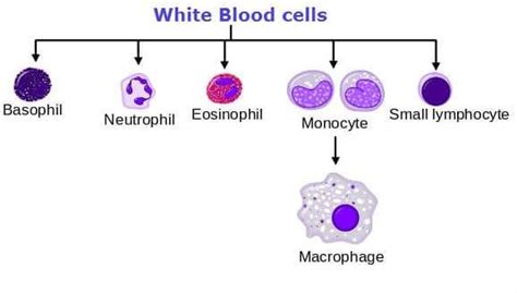 Which Of The Following Is A Phagocytic Wbcs