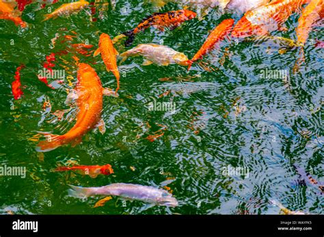 Colored Koi Carp Fish Swim Underwater Fish Breeder Stock Photo Alamy