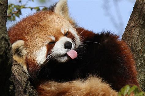 17 Reasons Red Pandas Are Earth Shatteringly Cute