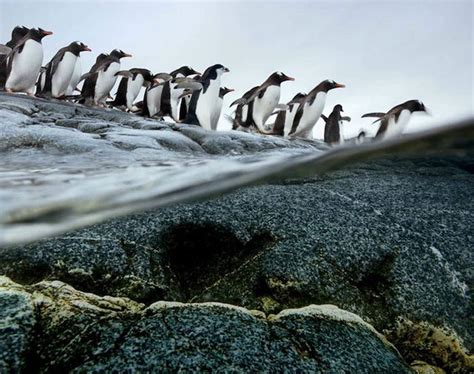 10 Most Impressive Animal Migration Photos From National Geographic