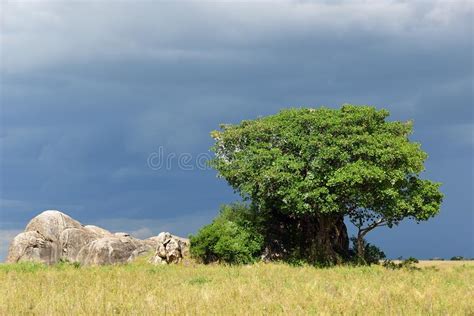 Serengeti National Park Scenery Tanzania Africa Stock Photo Image
