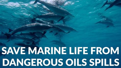 Save Marine Life From Oil Spills Youtube