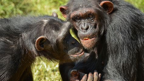 Like Humans Chimpanzees Trust Their Friends Science Aaas