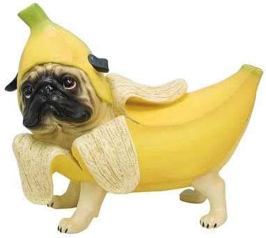 Breastfeeding will meet all newborn baby food intake and nutritional needs. pug banana figgeree What human food can dogs eat? | for ...