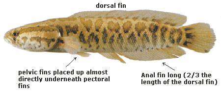 Wisconsin fishing guide rates for jeff evans fishing guides. Fishing Wisconsin - Snakehead fish - Wisconsin DNR