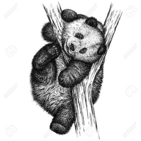 Grabar Aislado Oso Panda Ilustración Boceto Lineal De La Técnica