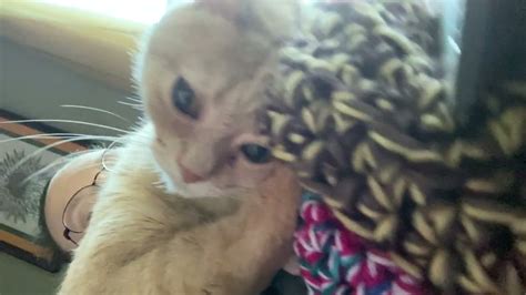 Clingy Cat Shows Off His Velcro Cat Skills And Loud Purr Youtube