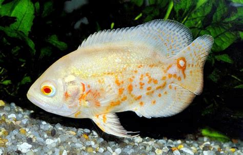 Ikan oscar ini juga masuk dalam keluarga cichlid, ikan ini juga termasuk dalam jenis ikan yang. Ikan Oscar ~ Dunia Air