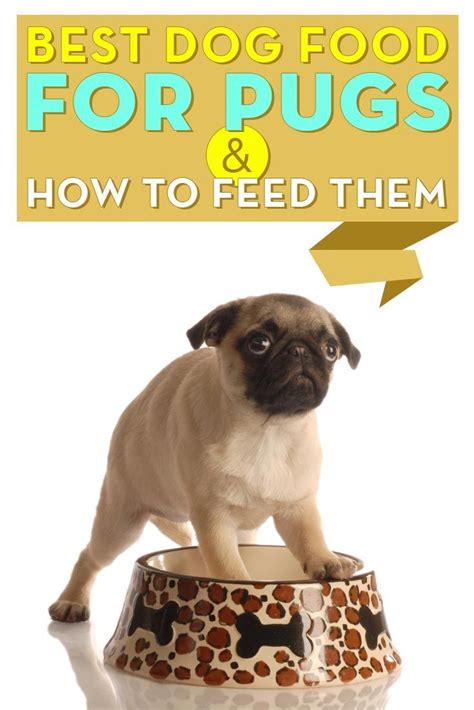 Best Dog Food For Pugs 2018 How To Feed And What To Feed Pugs Dog Food