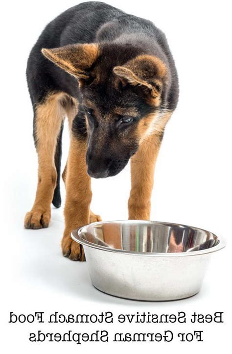Best Dog Food For German Shepherd With Sensitive Stomach Petsidi