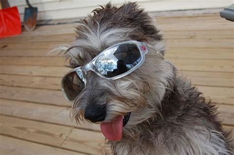 53 Perfect Photos Of Dogs Wearing Sunglasses Dogs Sunglasses