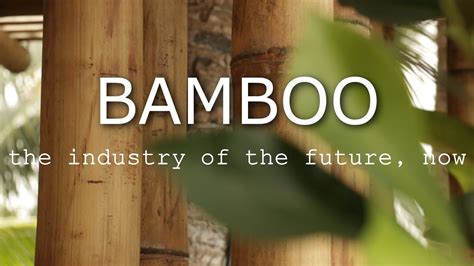 Bamboo The Industry Of The Future Now Grow Process And Use This Self Sustaining Natural