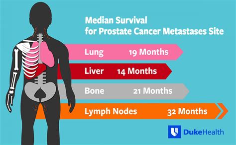 Where Prostate Cancer Spreads In The Body Affects Survival Time E Science News