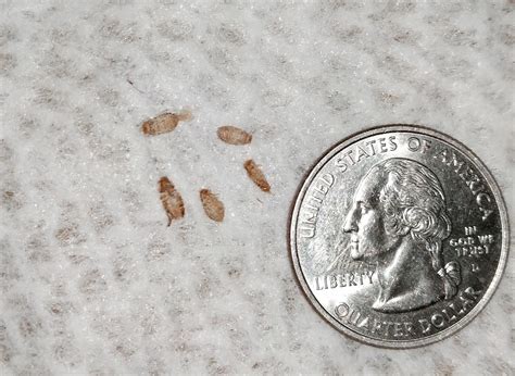 Carpet Beetle Larvae In Bed