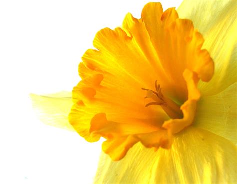 Free Photo Yellow Flower Beautiful Blossom Botany Free Download