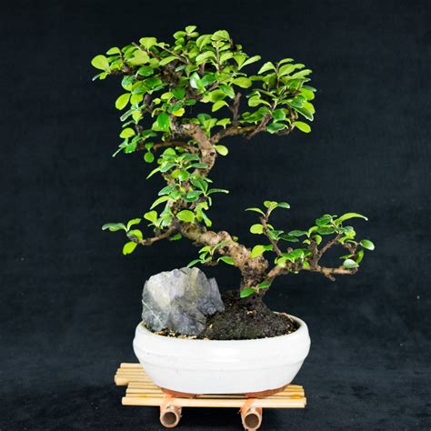 Fukien Tea Bonsai Tree Blooming White Flowers Ever