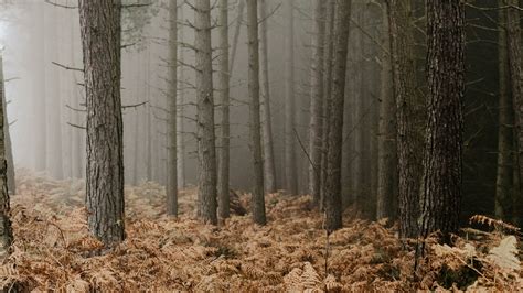 Download Wallpaper 2048x1152 Forest Fog Trees Fern Autumn Ultrawide