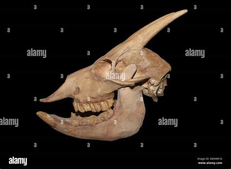 Myotragus Balearicus Skull Hi Res Stock Photography And Images Alamy