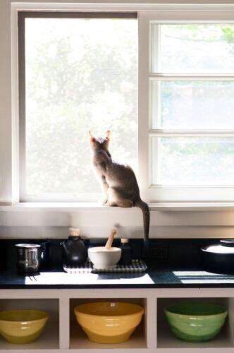 Cat Looking Out Kitchen Window Remodelista Beautiful