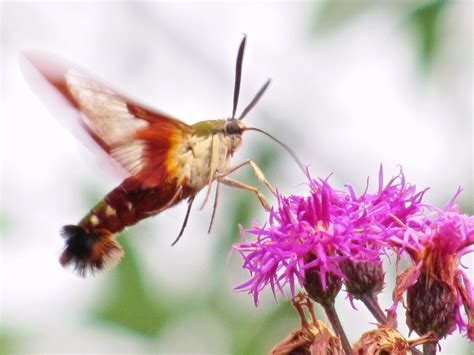 Clearwing Hummingbird Moth And Its Life Cycle