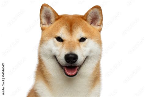 Portrait Of Happy Shiba Inu Dog On Isolated White Background Front