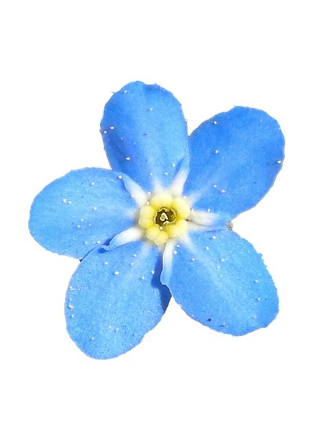 Blue Flower Png By Bunny With Camera On Deviantart