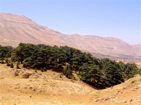 The Cedars Of Lebanon Al Arz Dsc07411 The Cedars Of Leba Flickr